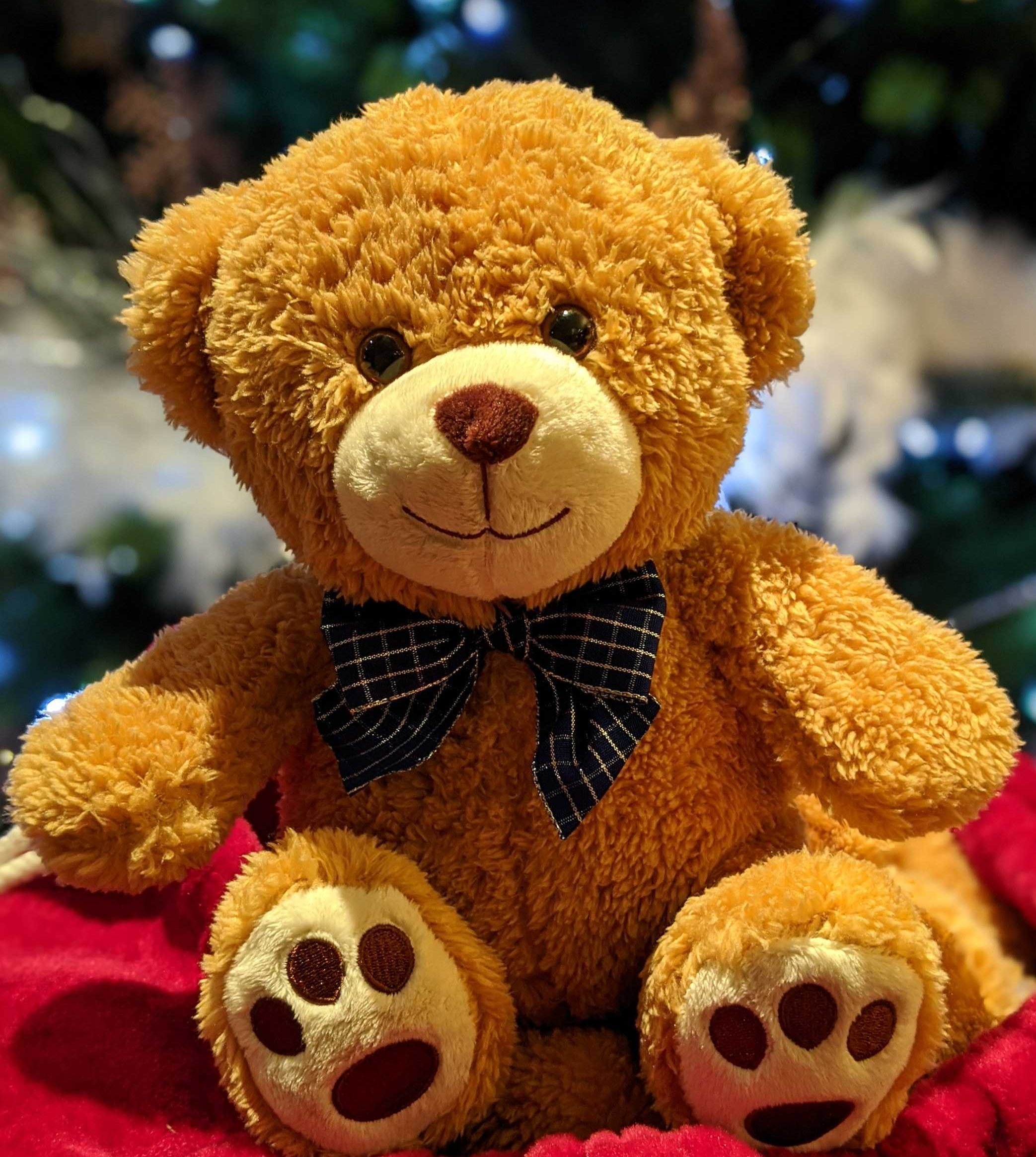 Holiday Teddy Bear Photo