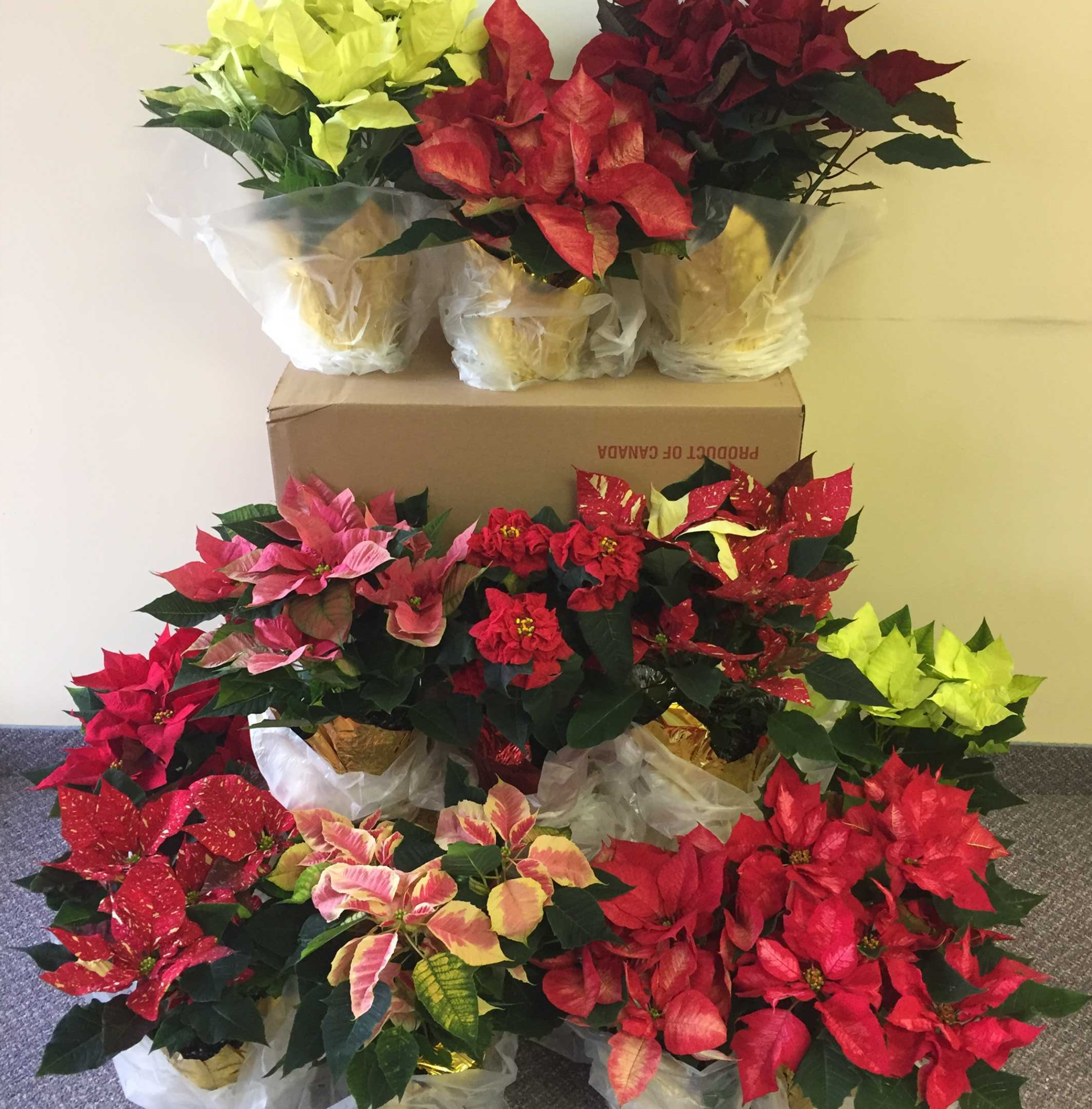  poinsettias